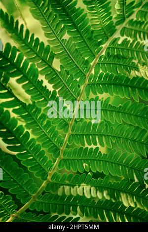 Fern lascia verde fresco succosa, felce macro foto vista macro di foglia di felce decorativo sfondo Foto Stock
