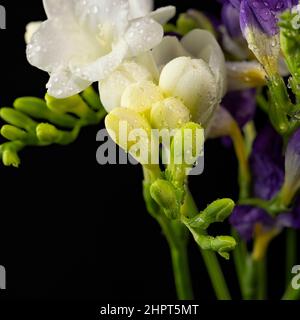 Bouquet di fiori di colore bianco e viola, con gocce di rugiada, macrosolante isolato su sfondo nero. Il ramo di freesia con fiori, gemme. Presto Foto Stock