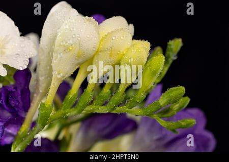 Bouquet di fiori di colore bianco e viola, con gocce di rugiada, macrosolante isolato su sfondo nero. Il ramo di freesia con fiori, gemme. Presto Foto Stock