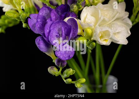 Bouquet di fiori di colore bianco e viola, con gocce di rugiada, macrosolante isolato su sfondo nero. Il ramo di freesia con fiori, gemme. Presto Foto Stock