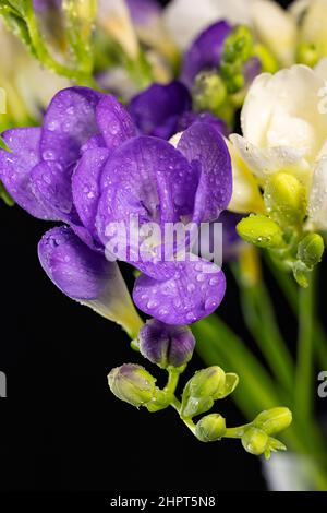 Bouquet di fiori di colore bianco e viola, con gocce di rugiada, macrosolante isolato su sfondo nero. Il ramo di freesia con fiori, gemme. Presto Foto Stock