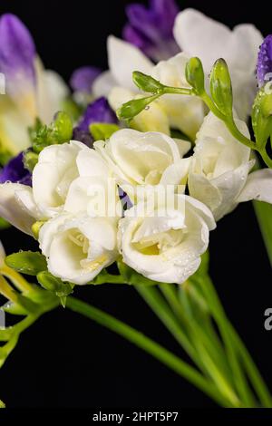 Bouquet di fiori di colore bianco e viola, con gocce di rugiada, macrosolante isolato su sfondo nero. Il ramo di freesia con fiori, gemme. Presto Foto Stock