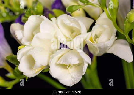 Bouquet di fiori di colore bianco e viola, con gocce di rugiada, macrosolante isolato su sfondo nero. Il ramo di freesia con fiori, gemme. Presto Foto Stock