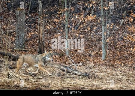 Un lupo grigio (Canis lupus) nella foresta. Monti Bieszczady, Carpazi, Polonia. Foto Stock