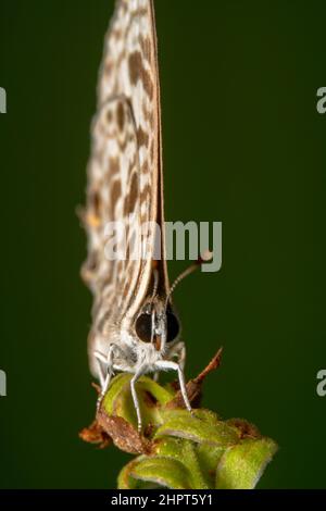 Primo piano di una linea di Speckled Butterfly blu - Nome scientifico: Catopyrops florinda Foto Stock