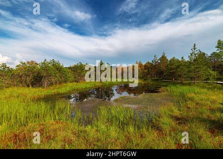 Piccolo stagno nelle brughiere vicino al lago di Sant'Anna in Transilvania, Romania Foto Stock