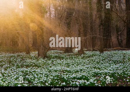 Pavimento di foresta colorato in bianco da uno strato di gocce di neve bianca in fiore Foto Stock