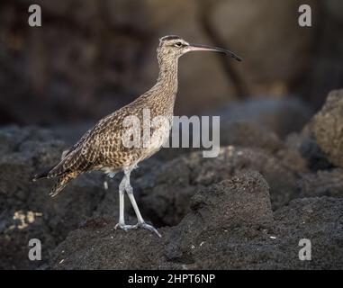 Un whimbrel Galapagos sulle rocce Foto Stock