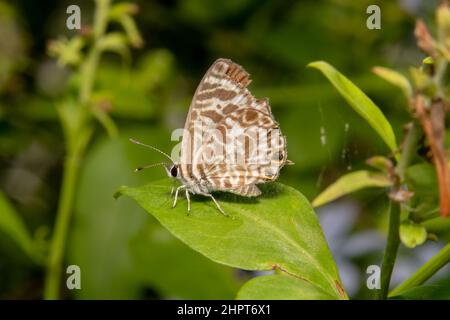 Linea a macchie Blue Butterfly - Nome scientifico: Catopyrops florinda prendere il sole con ali a motivi geometrici Foto Stock