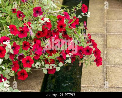 Petunia 'onda marea rosso velluto' fiori che rotolano attraverso un'aneto in un giardino britannico. Foto Stock