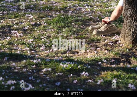 Madrid, Spagna. 22nd Feb 2022. Petali di fiori sono visti in un parco a Madrid, Spagna, 22 febbraio 2022. Credit: Meng Dingbo/Xinhua/Alamy Live News Foto Stock