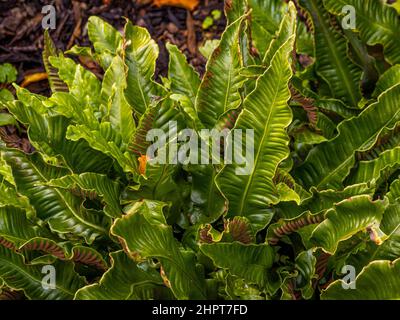 Asplenium scologendrium comunemente chiamato lingua ferno di hart che cresce in un giardino del Regno Unito. Foto Stock