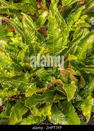 Asplenium scologendrium comunemente chiamato lingua ferno di hart che cresce in un giardino del Regno Unito. Foto Stock