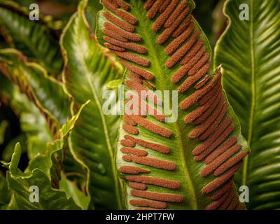 Primo piano delle spore sul lato inferiore delle parti frontali dell'Asplenium sculopendrium. La pianta è comunemente chiamata ferno della lingua di hart. Foto Stock