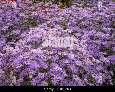 Fiori di colore mauve di Aster x frikartii 'önch' che crescono in un giardino del Regno Unito. Foto Stock