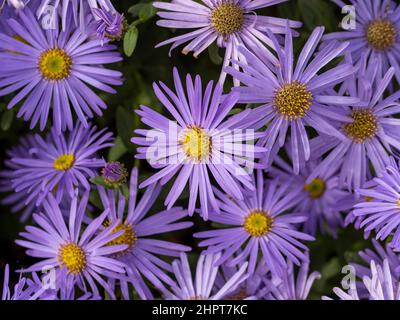 Fiori di colore mauve di Aster x frikartii 'önch' che crescono in un giardino del Regno Unito. Foto Stock