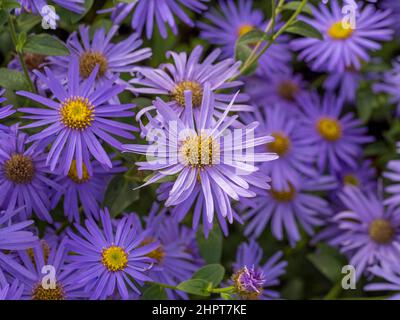 Fiori di colore mauve di Aster x frikartii 'önch' che crescono in un giardino del Regno Unito. Foto Stock