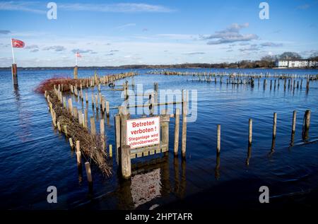 Bad Zwischenahn, Germania. 23rd Feb 2022. Un segno che indica "non entrare!" Si trova a un molo sul Zwischenahner Meer inondato dall'alto livello dell'acqua. Le forti precipitazioni durante il fine settimana hanno causato alti livelli d'acqua nei laghi e nei fiumi della bassa Sassonia. Credit: Hauke-Christian Dittrich/dpa/Alamy Live News Foto Stock