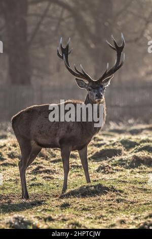 Cervi in piedi orgogliosamente con un set completo di corna Foto Stock