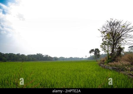 Risaie verdi e alberi di cocco al confine, dal distretto di Palakkad, la ciotola di riso di Kerala, India Foto Stock