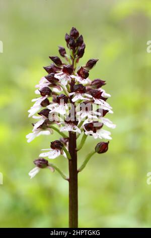 Lady Orchid, Orchis purpurea, Kent, Inghilterra Foto Stock