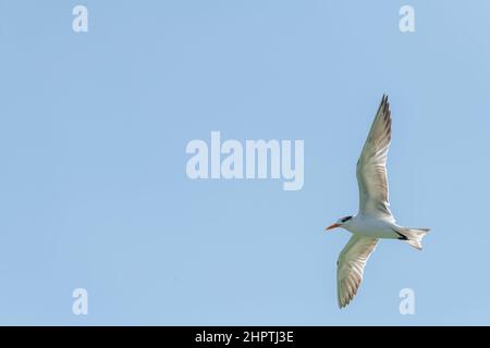 Un Royal Tern (Thalasseus maximus) in volo contro un cielo blu chiaro in Florida, USA. Foto Stock