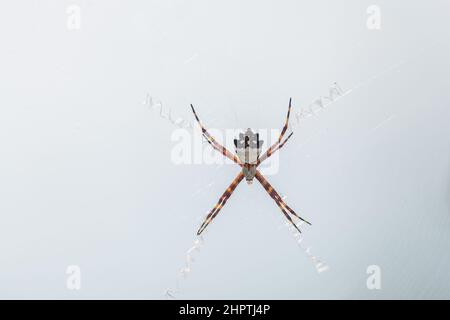 Un Silver Garden Spider (Argiope argentata) sul suo web in Florida Keys, USA. Foto Stock