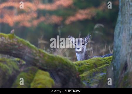 1 cervi giovani (Dama Dama, Reh) nella foresta. L'animale si nasconde dietro alberi spessi. Fauna selvatica in inverno. Foto Stock