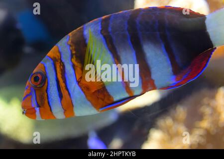 Impressioni panoramiche dalla rinomata spiaggia di Waikiki a Honolulu, Oahu HI Foto Stock