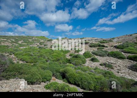 Macchia mediterranea a Capo di Favaritx, comune di Mahon, Minorca, Spagna Foto Stock