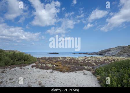 Le comunità vegetali di Psammofilo nel Capo di Favaritx, comune di Mahon, Minorca, Spagna Foto Stock