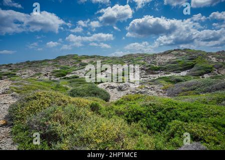 Macchia mediterranea a Capo di Favaritx, comune di Mahon, Minorca, Spagna Foto Stock