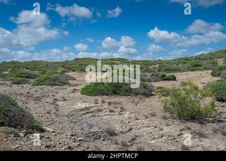 Macchia mediterranea a Capo di Favaritx, comune di Mahon, Minorca, Spagna Foto Stock