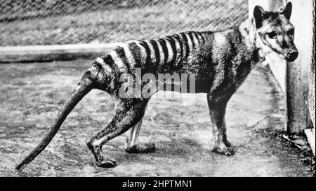 TIGER TASMANIAN Thylacinus cinocephalus. L'ultimo animale conosciuto fotografato allo zoo di Berlino nel 1933 Foto Stock