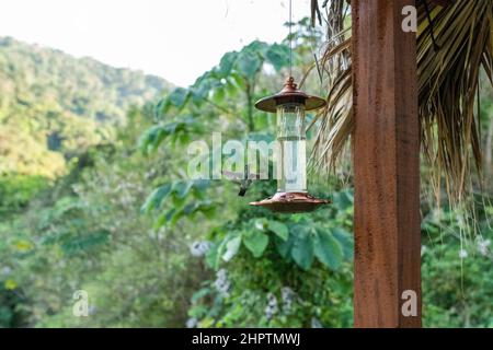 Un colibrì in un alimentatore di uccelli a Minca, Colombia Foto Stock