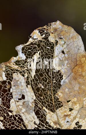 Decomposizione delle foglie creazione di uno scheletro delle foglie che mostra una maglia fine di vene, primo piano fotografia macro natura Foto Stock