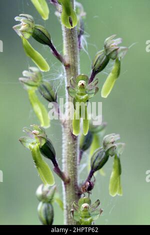 Comune Twayblade, Neottia ovata, Kent, Inghilterra Foto Stock