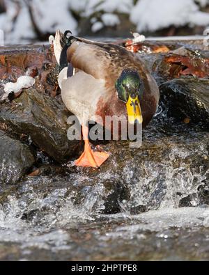 Maschio Mallard anatra procedendo giù una cascata d'acqua in un ruscello Foto Stock