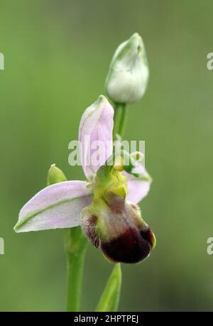 Bee Orchid, Ophrys apifera, var bicolor, Warwickshire, Inghilterra Foto Stock