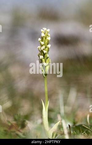 Orchidea a fiore denso, Neotinea maculata, il Burren, Irlanda Foto Stock