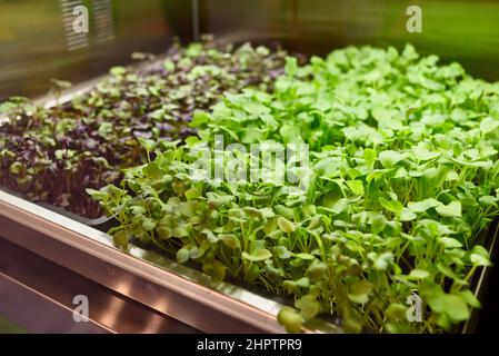 Armadi da coltivazione GardenChef Herb e Microgreen realizzati da carter Hoffmann in mostra al National Restaurant Show di Chicago, Illinois, USA Foto Stock