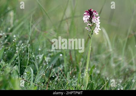 Bruciò Orchidea, Neotinea ustulata, East Sussex, Inghilterra, Regno Unito Foto Stock