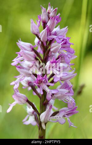 Militare Orchid, Orchis militaris, Buckinghamshire, Inghilterra, Regno Unito Foto Stock