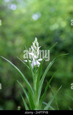 Helleborine, Cefalanthera longifolia, Hampshire, Inghilterra, Regno Unito Foto Stock