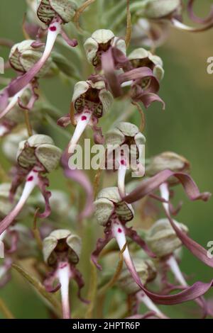 Lizard Orchid, Himantoglossum hircinum, Kent, Inghilterra, Regno Unito Foto Stock