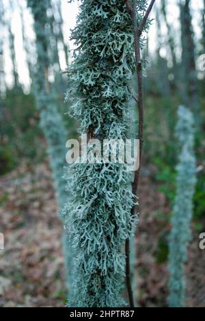 Evernia prunastri in autunno licheni verdognoli di quercia in bosco Foto Stock