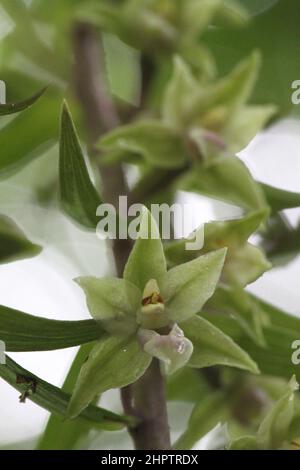 Violet Helleborine, Epipettis purata, Buckinghamshire, Inghilterra, Regno Unito Foto Stock