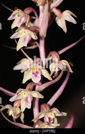 Violet Helleborine, Epipactis purata, var rosea, Buckinghamshire, Inghilterra, REGNO UNITO Foto Stock