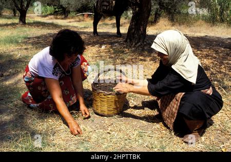 Raccolta delle olive , Isole ioniche, Grecia, Europa Foto Stock