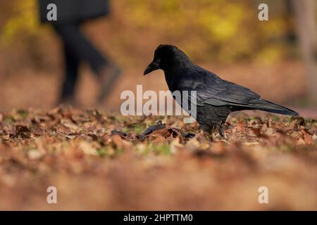 Corvino nero su fogliame marrone. Gambe dell'uomo che cammina. Animale e persona. Vista laterale. Foto Stock